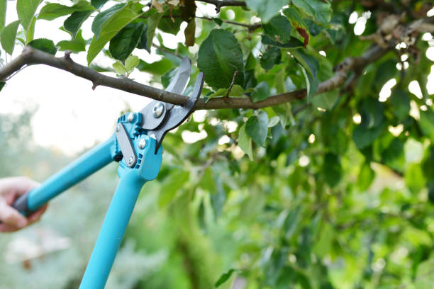 Dead Tree Removal in Wakefield, VA